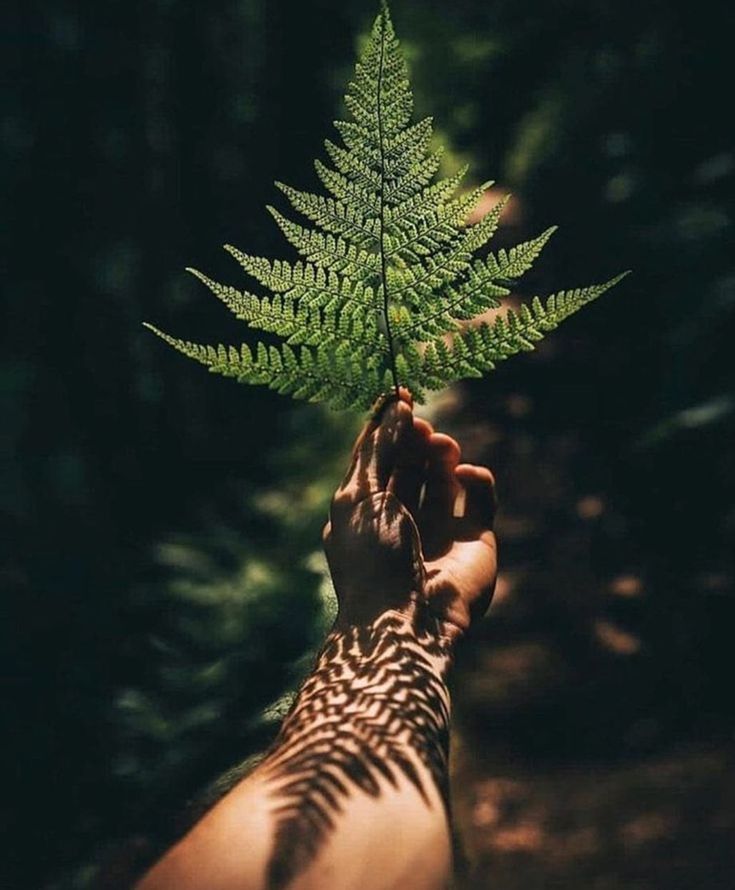 Naturbegleitung – Hand hält Farn